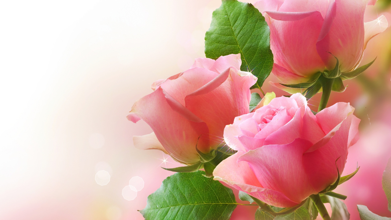 Обои Роза, цветочный букет, цветочный дизайн, розовый, цветковое растение в разрешении 1280x720