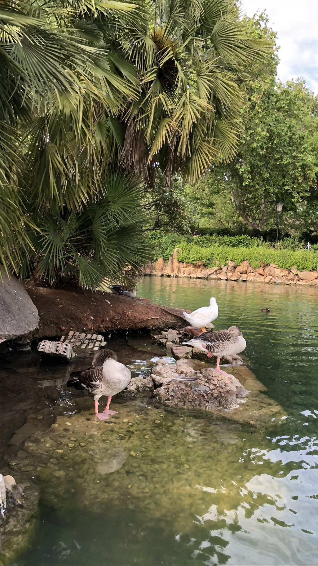 Обои отражение, птица, гидроресурсы, вода, водоплавающие птицы в разрешении 1080x1920