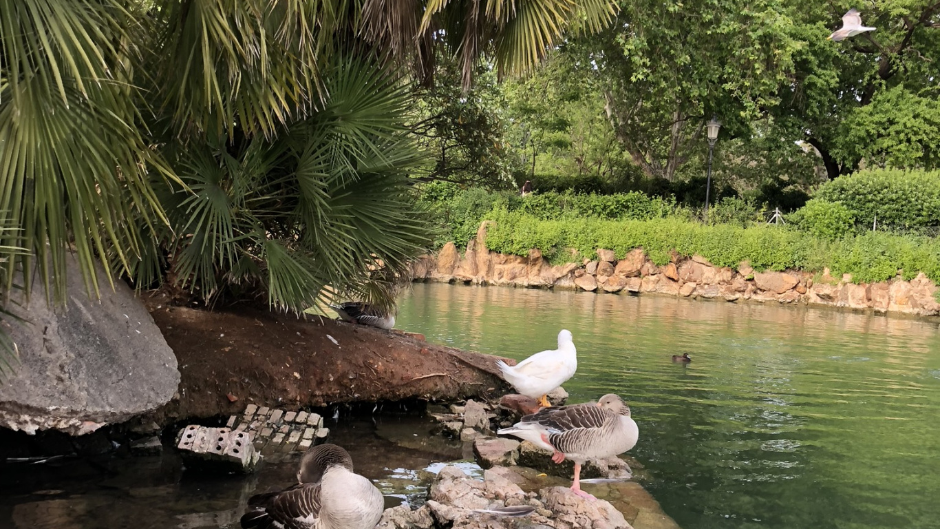 Обои отражение, птица, гидроресурсы, вода, водоплавающие птицы в разрешении 1366x768