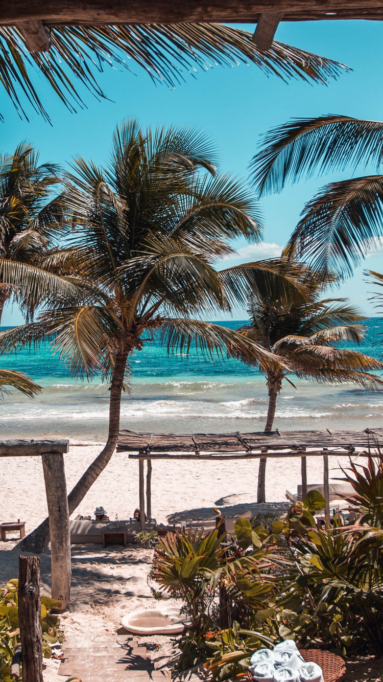 Обои Тулум, Плайя-дель-Кармен, путешествие, дерево, Пальма в разрешении 750x1334