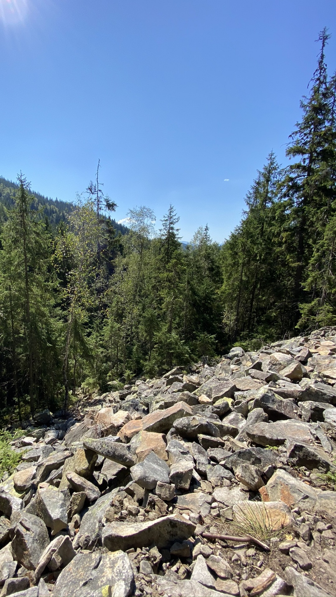 Обои Карпатский лес и горы в разрешении 1080x1920