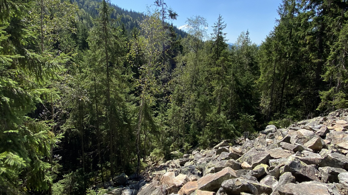 Обои Карпатский лес и горы в разрешении 1366x768