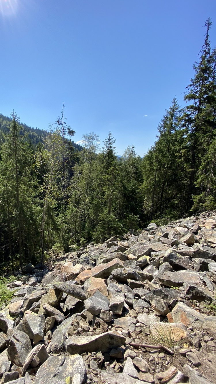 Обои Карпатский лес и горы в разрешении 750x1334