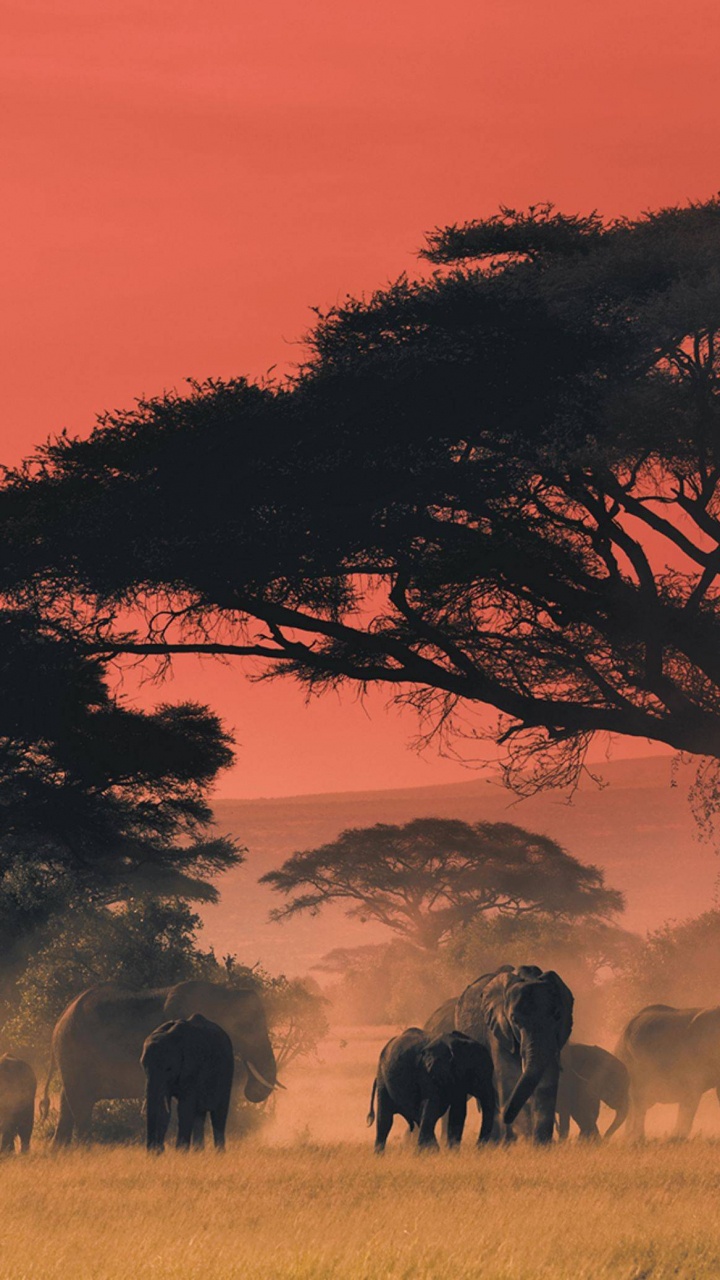 Обои масаи Мара, сафари, Саванна, живая природа, утро в разрешении 720x1280