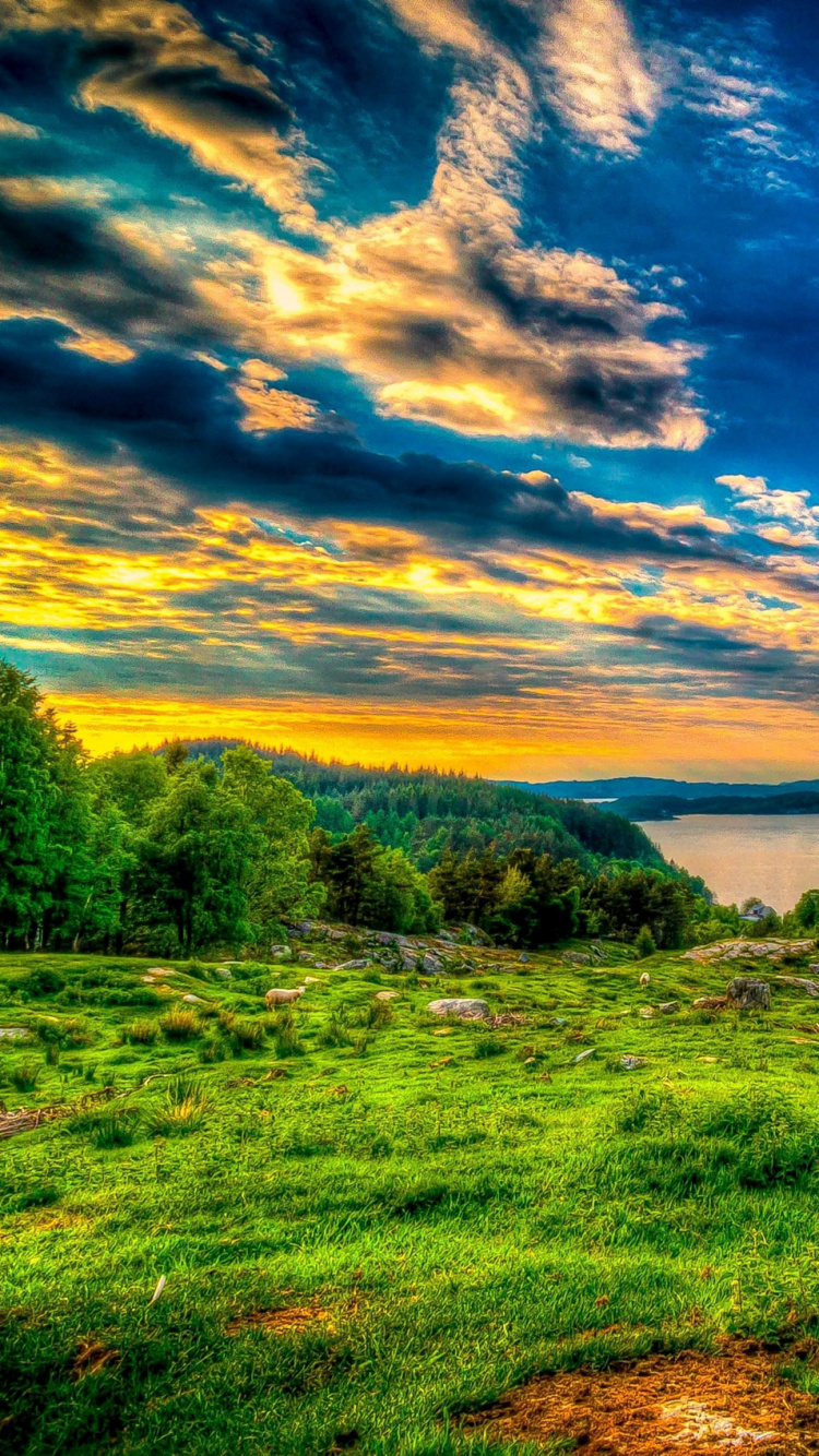 Обои природа, сенокосное угодье, растительность, трава, атмосфера в разрешении 750x1334