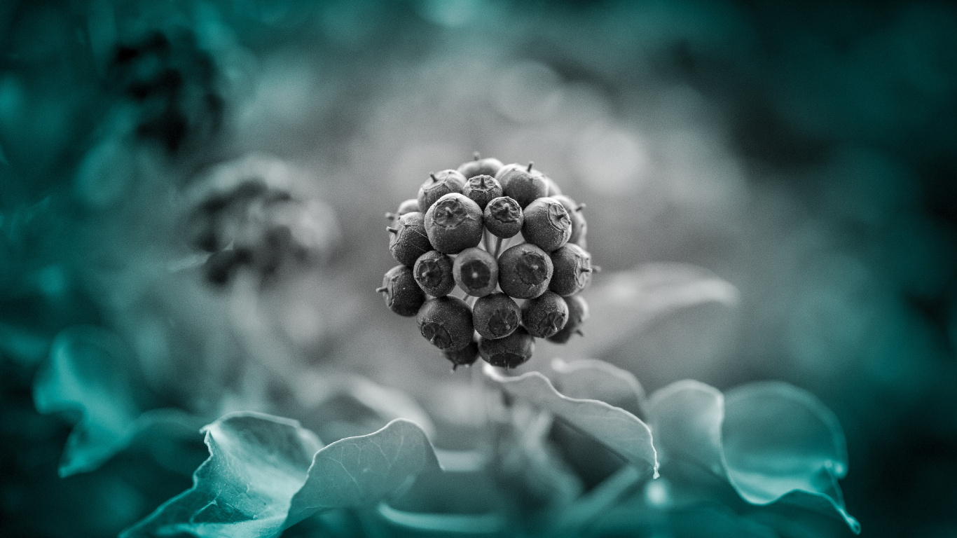 Обои синий, зеленый, бирюза, красочность, растение в разрешении 1366x768