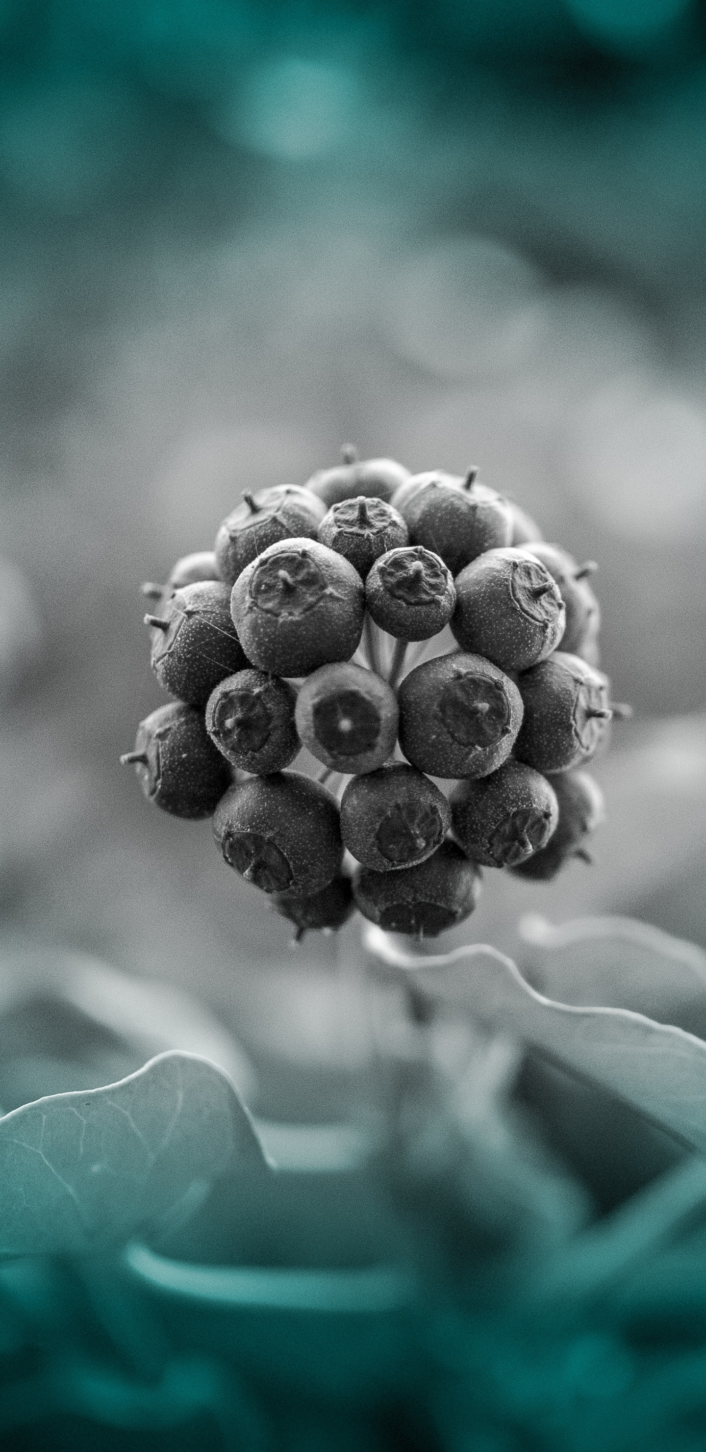 Обои синий, зеленый, бирюза, красочность, растение в разрешении 1440x2960