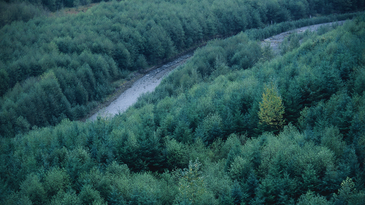Обои зеленый, растительность, дерево, лес, хвойными лесами в разрешении 1280x720