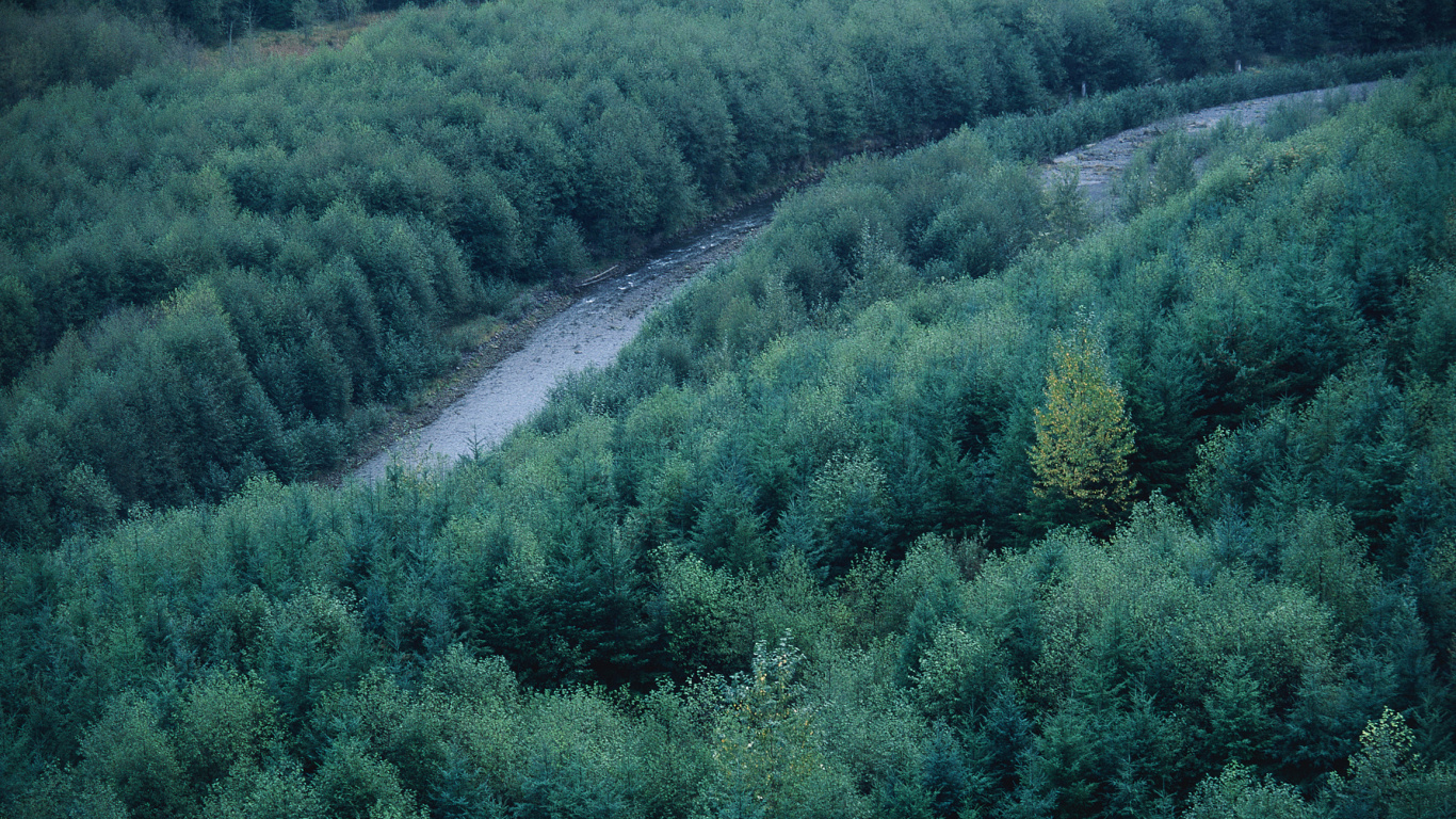 Обои зеленый, растительность, дерево, лес, хвойными лесами в разрешении 1366x768