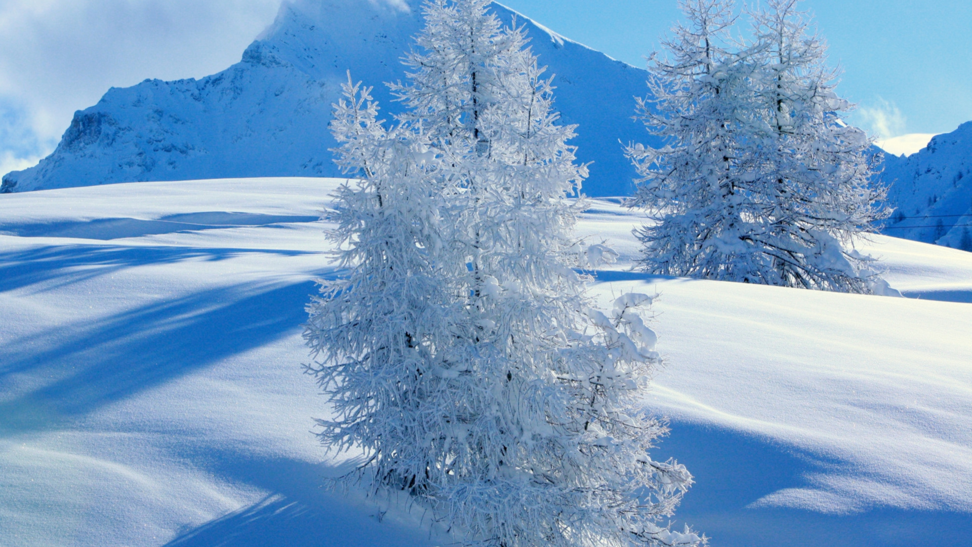 Обои снег, дерево, зима, замораживание, видео в разрешении 1920x1080