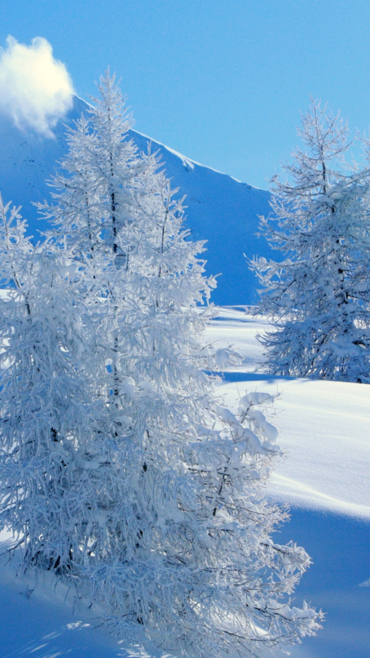 Обои снег, дерево, зима, замораживание, видео в разрешении 750x1334