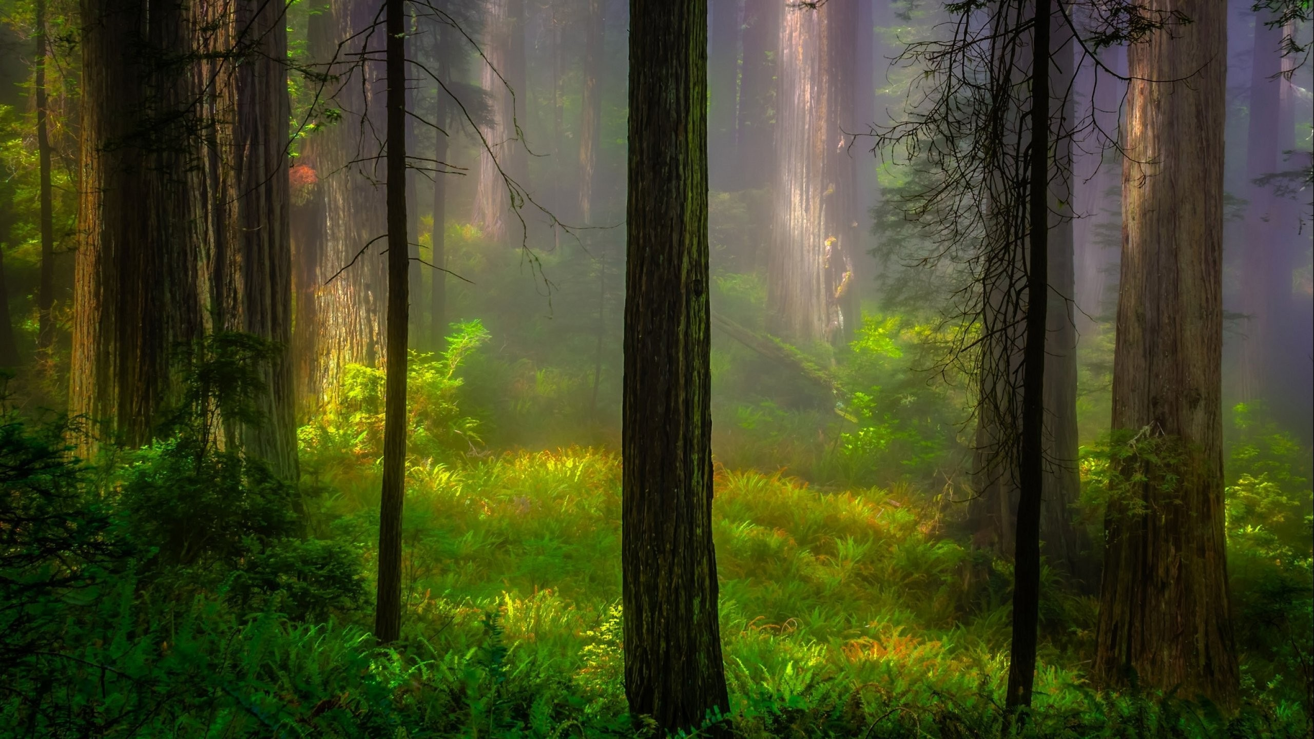 Обои дерево, лес, лесистая местность, парк, национальный парк в разрешении 2560x1440