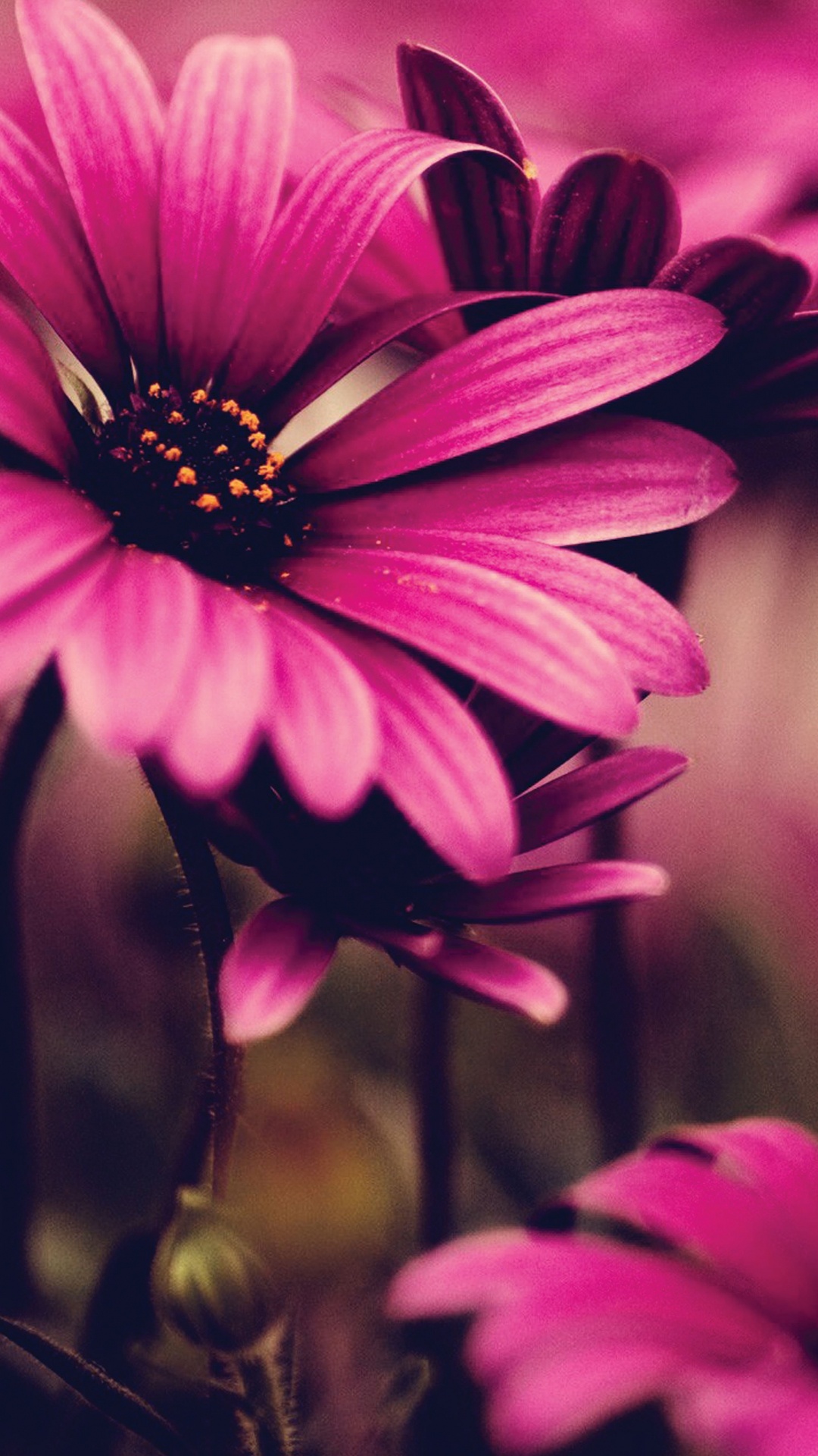 Обои африканская Маргаритка, цветок, красный цвет, Маргаритка barberton, крупный план в разрешении 1080x1920