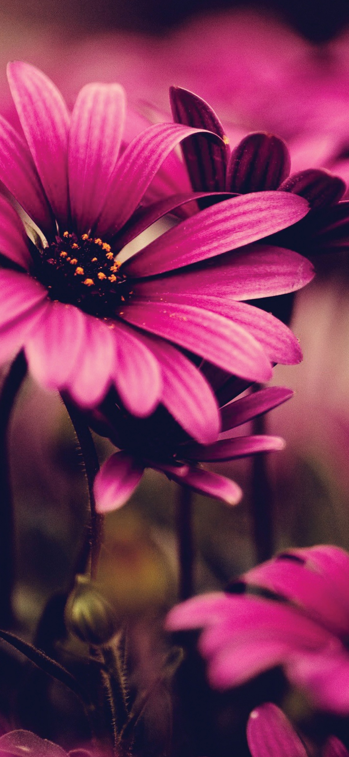 Обои африканская Маргаритка, цветок, красный цвет, Маргаритка barberton, крупный план в разрешении 1125x2436