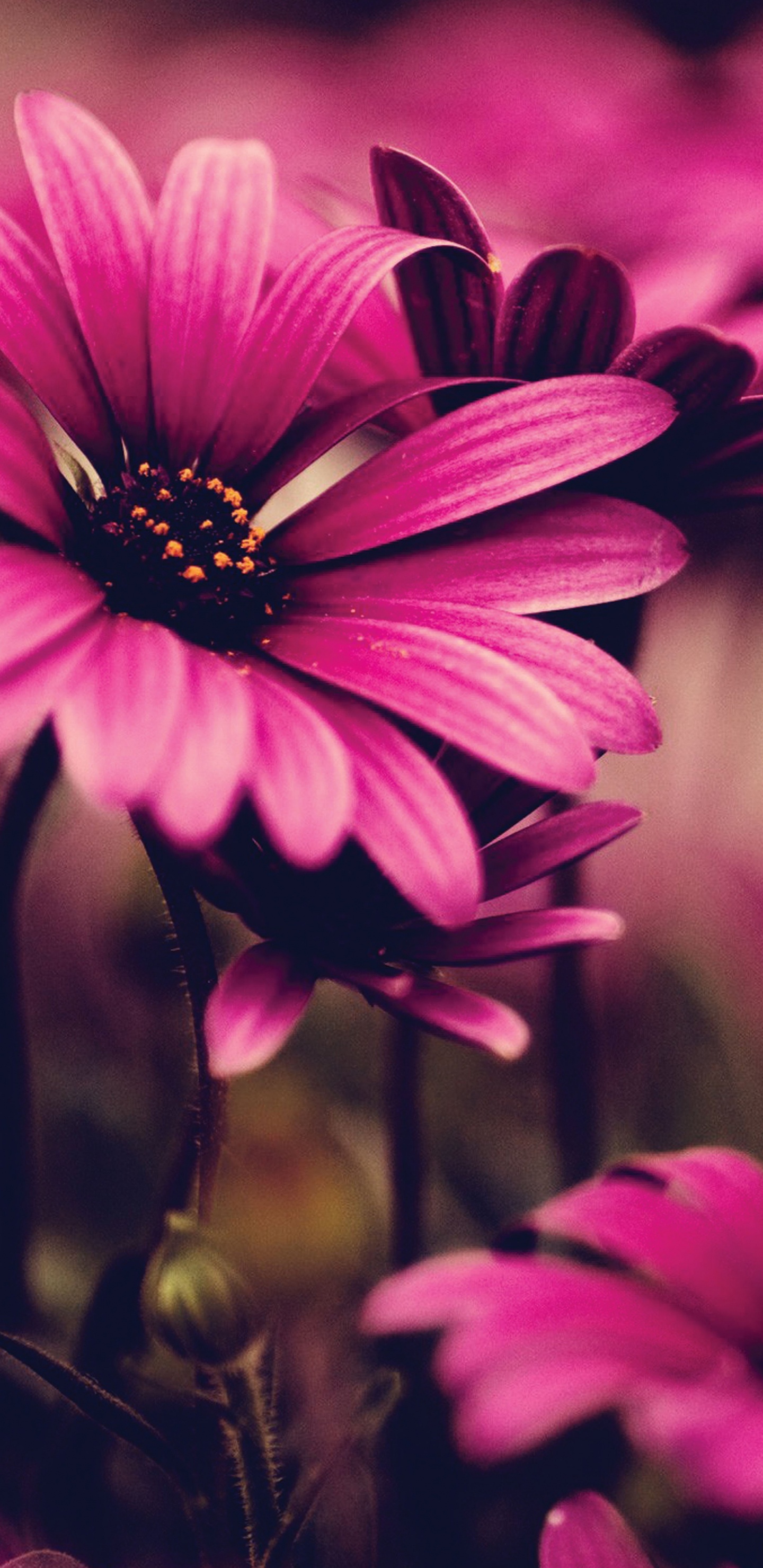 Обои африканская Маргаритка, цветок, красный цвет, Маргаритка barberton, крупный план в разрешении 1440x2960