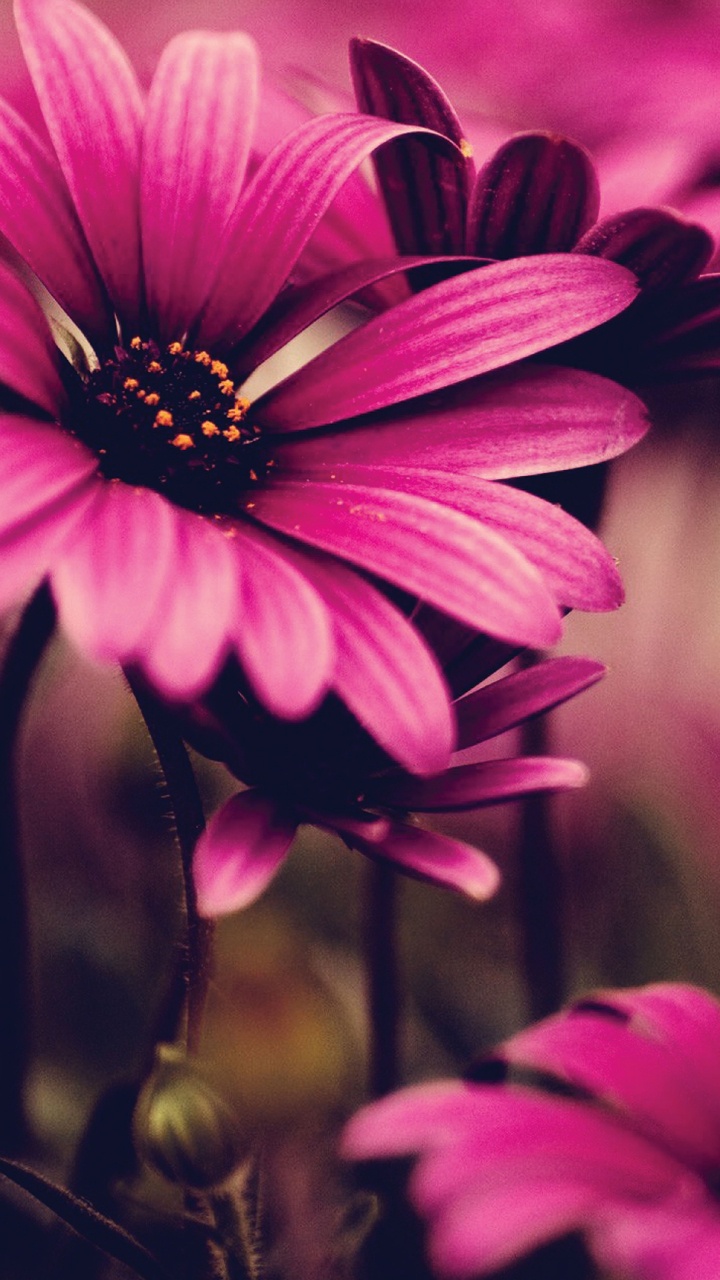 Обои африканская Маргаритка, цветок, красный цвет, Маргаритка barberton, крупный план в разрешении 720x1280