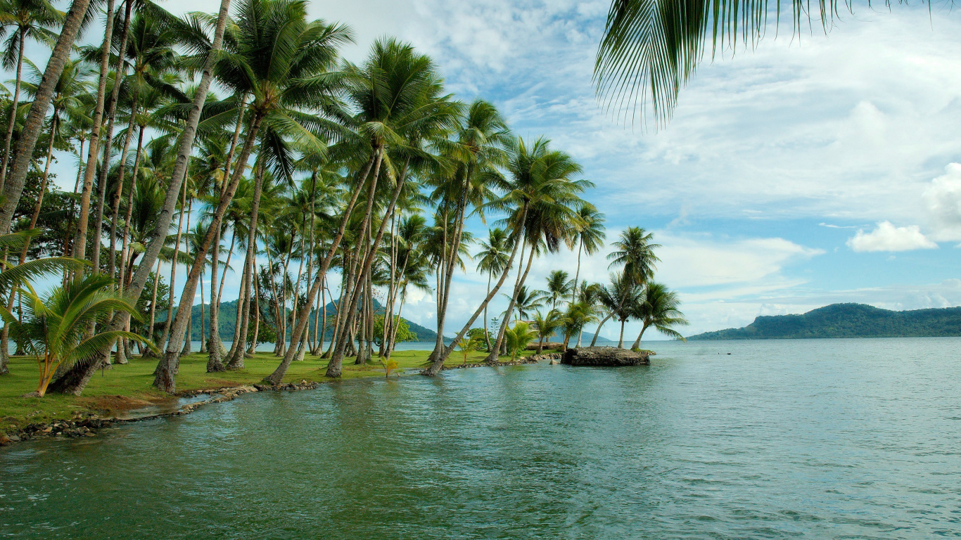 Обои море, пляж, дерево, тропическая зона, растительность в разрешении 1366x768