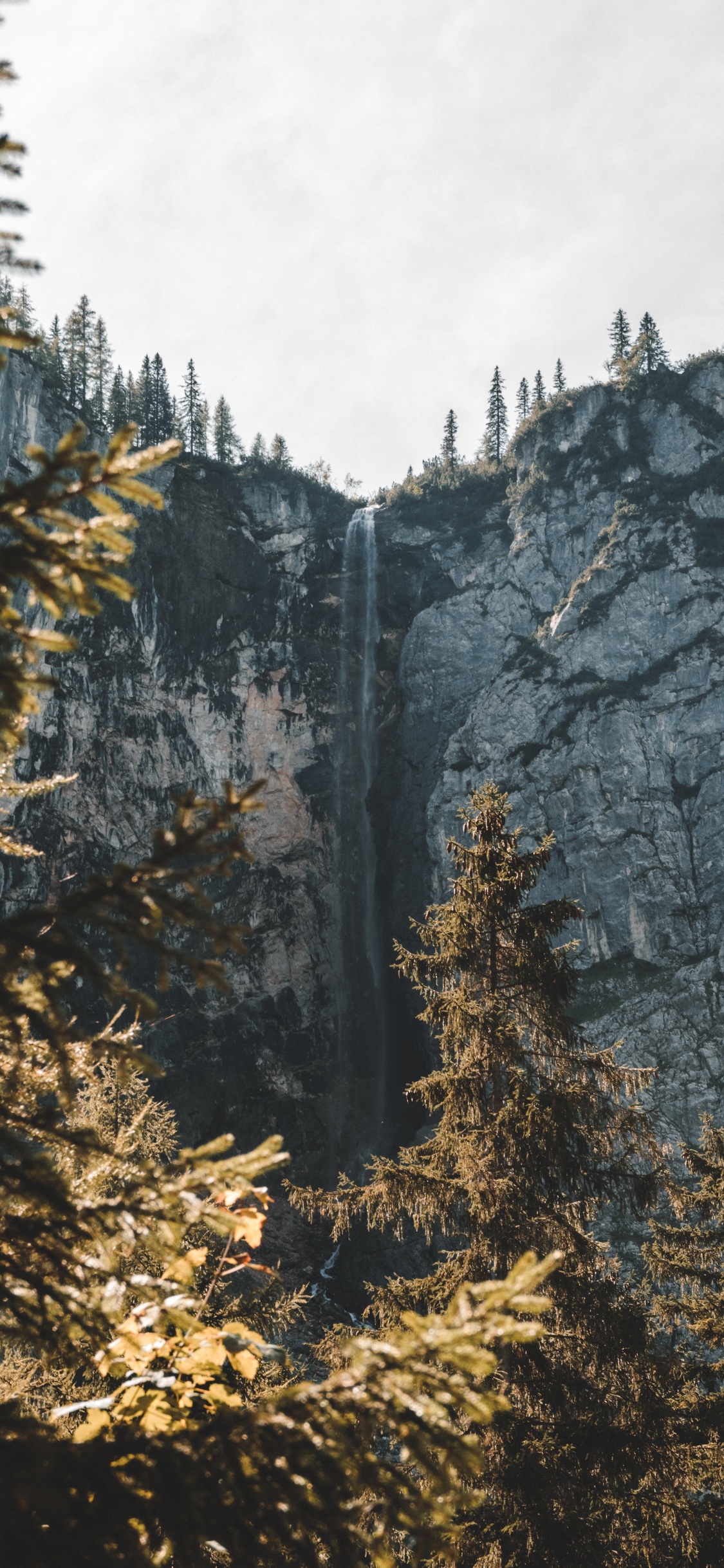 Обои древесные растения, хвойными лесами, лиственница, пихта, биом в разрешении 1125x2436