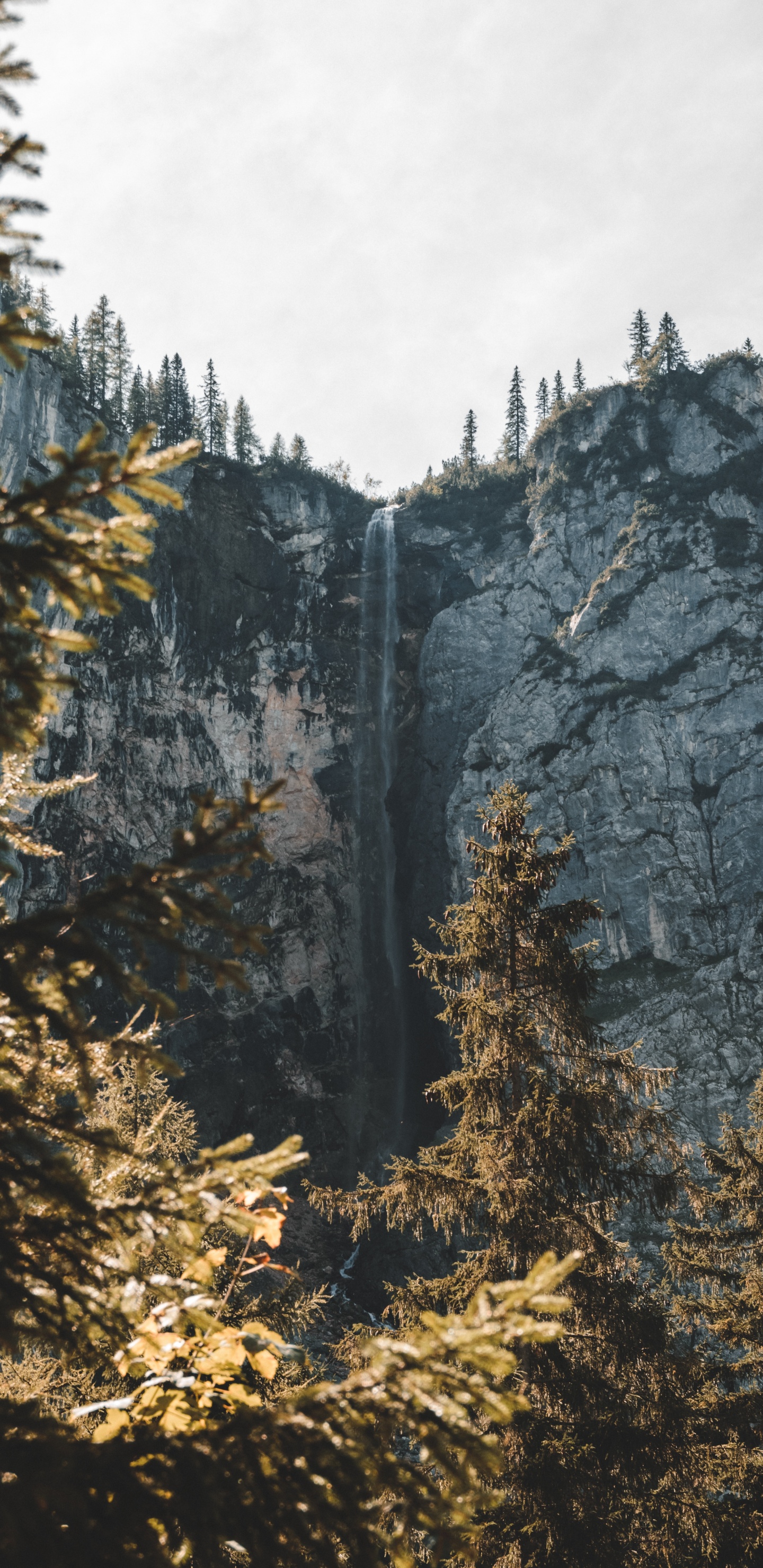 Обои древесные растения, хвойными лесами, лиственница, пихта, биом в разрешении 1440x2960