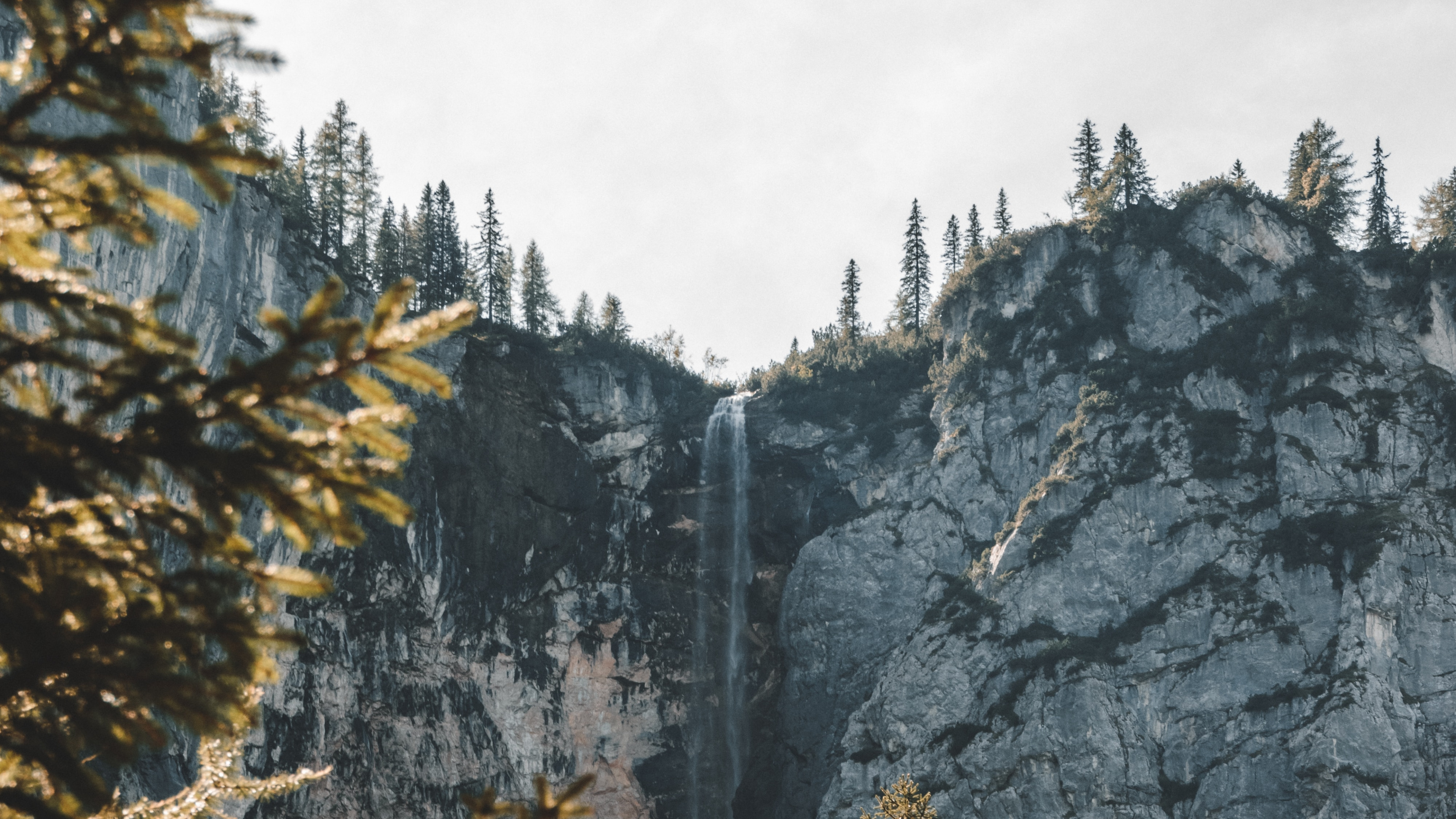 Обои древесные растения, хвойными лесами, лиственница, пихта, биом в разрешении 3840x2160