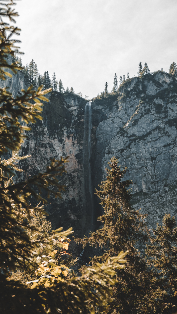 Обои древесные растения, хвойными лесами, лиственница, пихта, биом в разрешении 750x1334