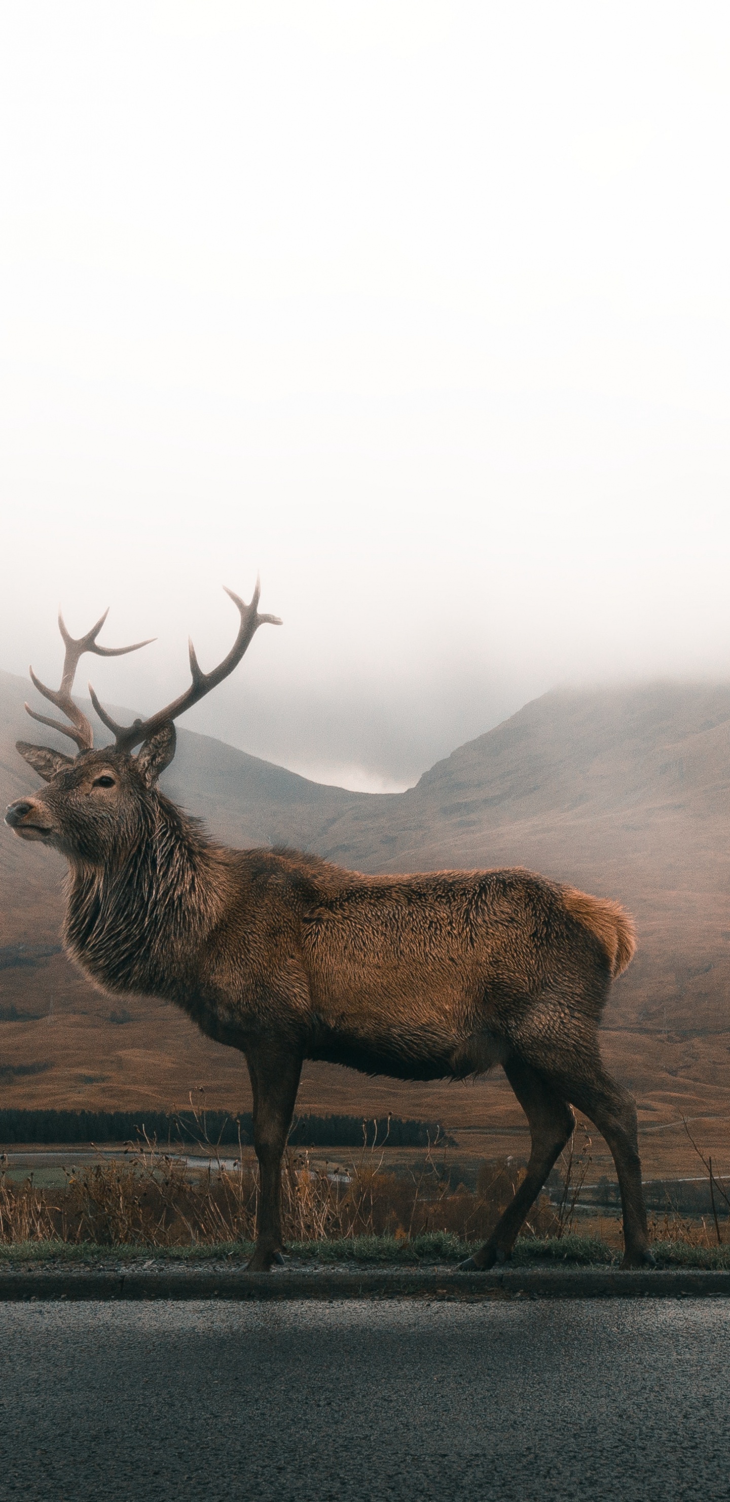 Обои Северный олень, лось, туман, олень, дымка в разрешении 1440x2960