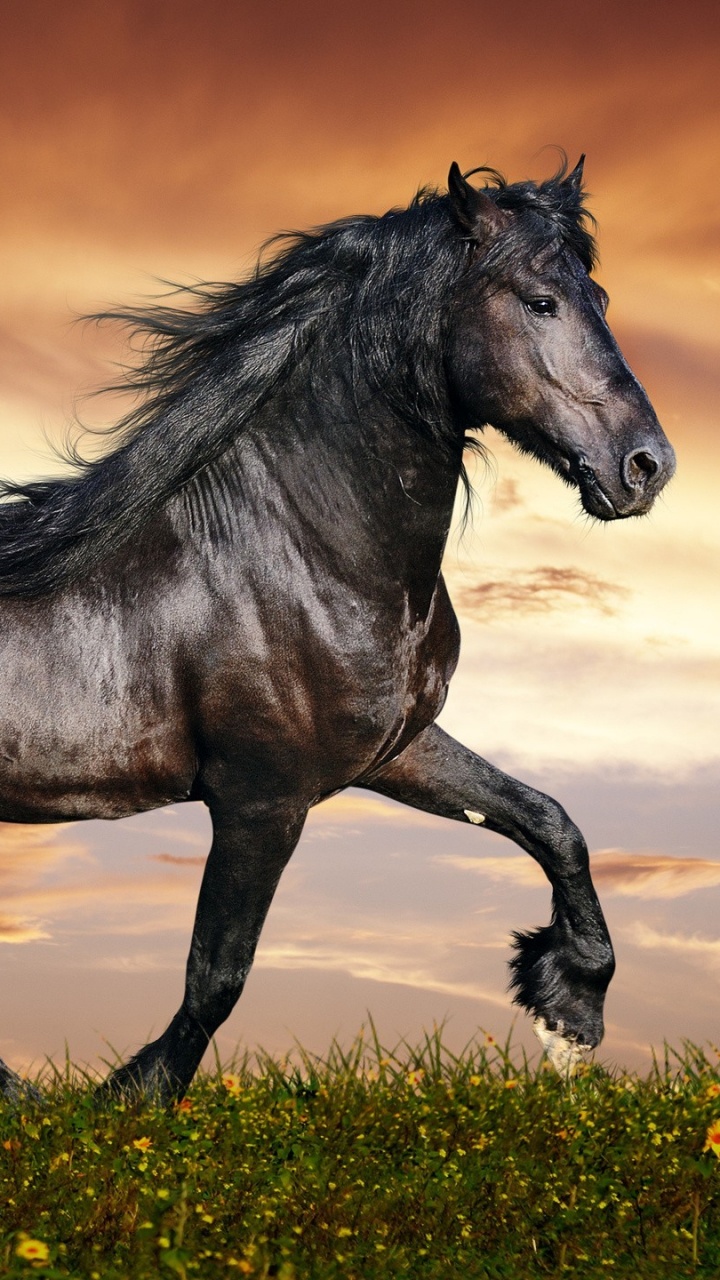 Обои конь, грива, жеребец, Мустанг лошадь, живая природа в разрешении 720x1280