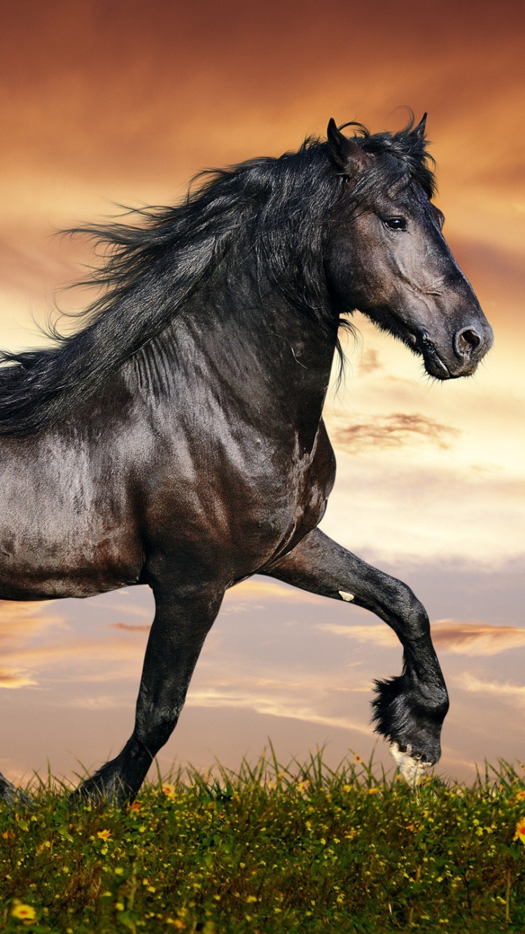 Обои конь, грива, жеребец, Мустанг лошадь, живая природа в разрешении 750x1334