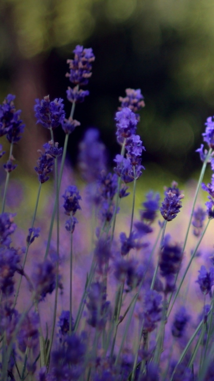 Обои лаванда, цветковое растение, английский лаванды, пурпур, французская лаванда в разрешении 720x1280