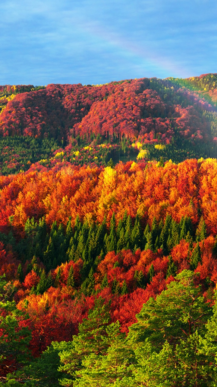 Обои природа, лист, растительность, осень, дикая местность в разрешении 720x1280