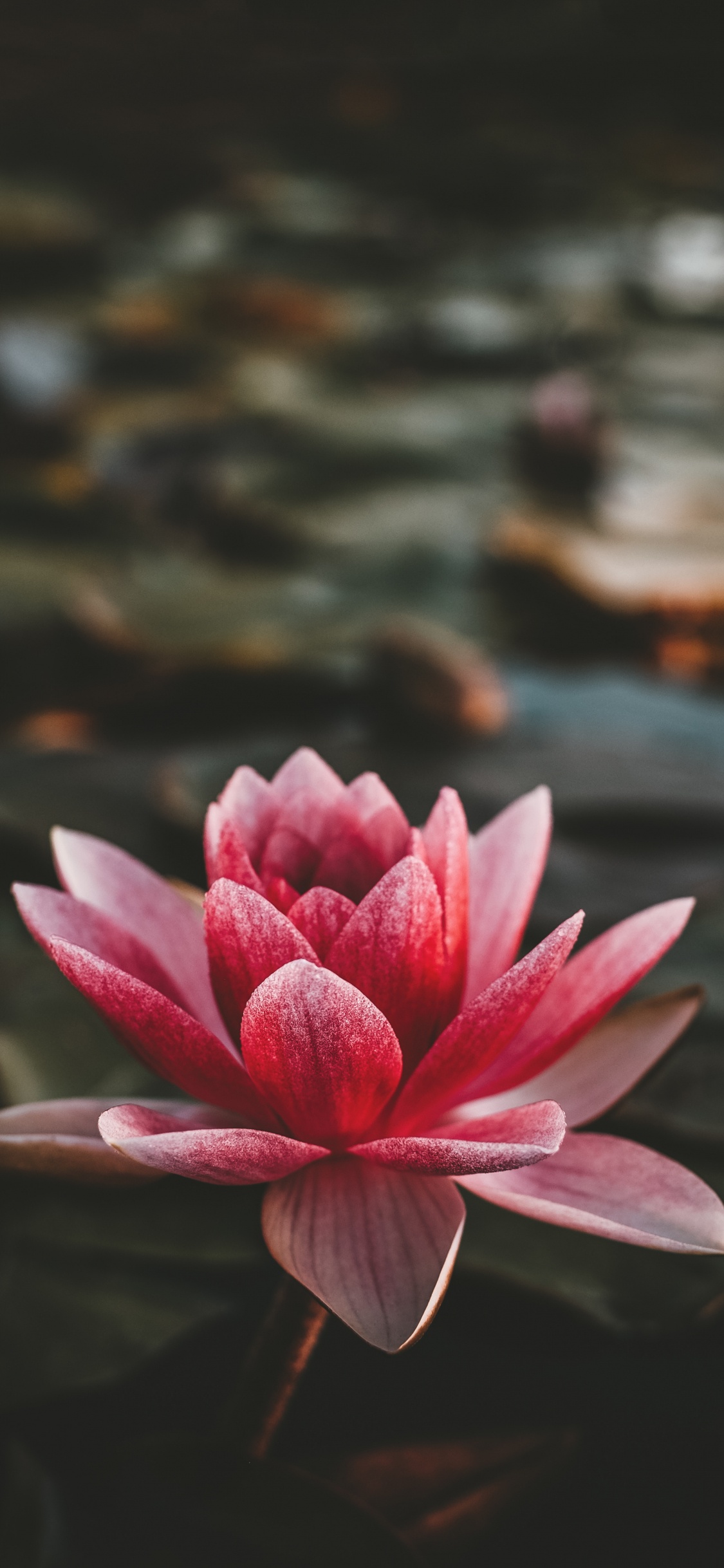 Обои Бог, ботаники, день, лепесток, ночь в разрешении 1125x2436