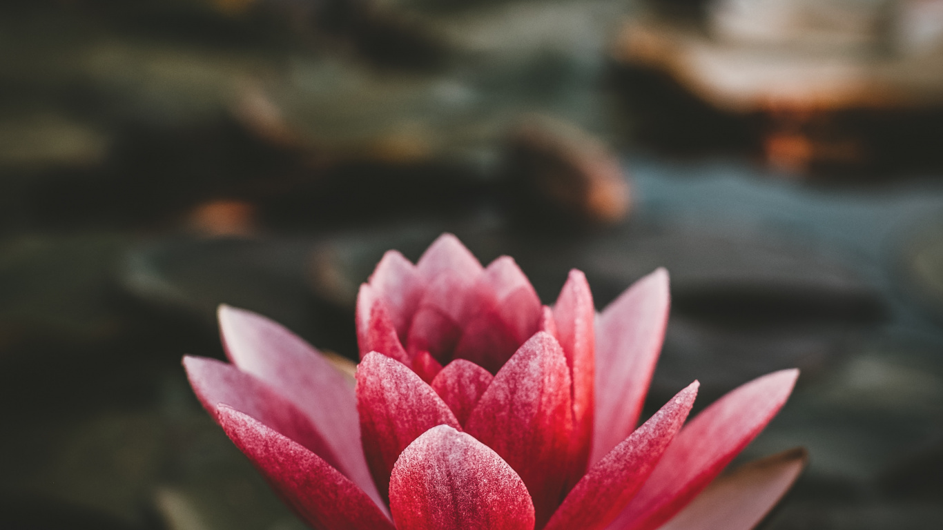 Обои Бог, ботаники, день, лепесток, ночь в разрешении 1366x768