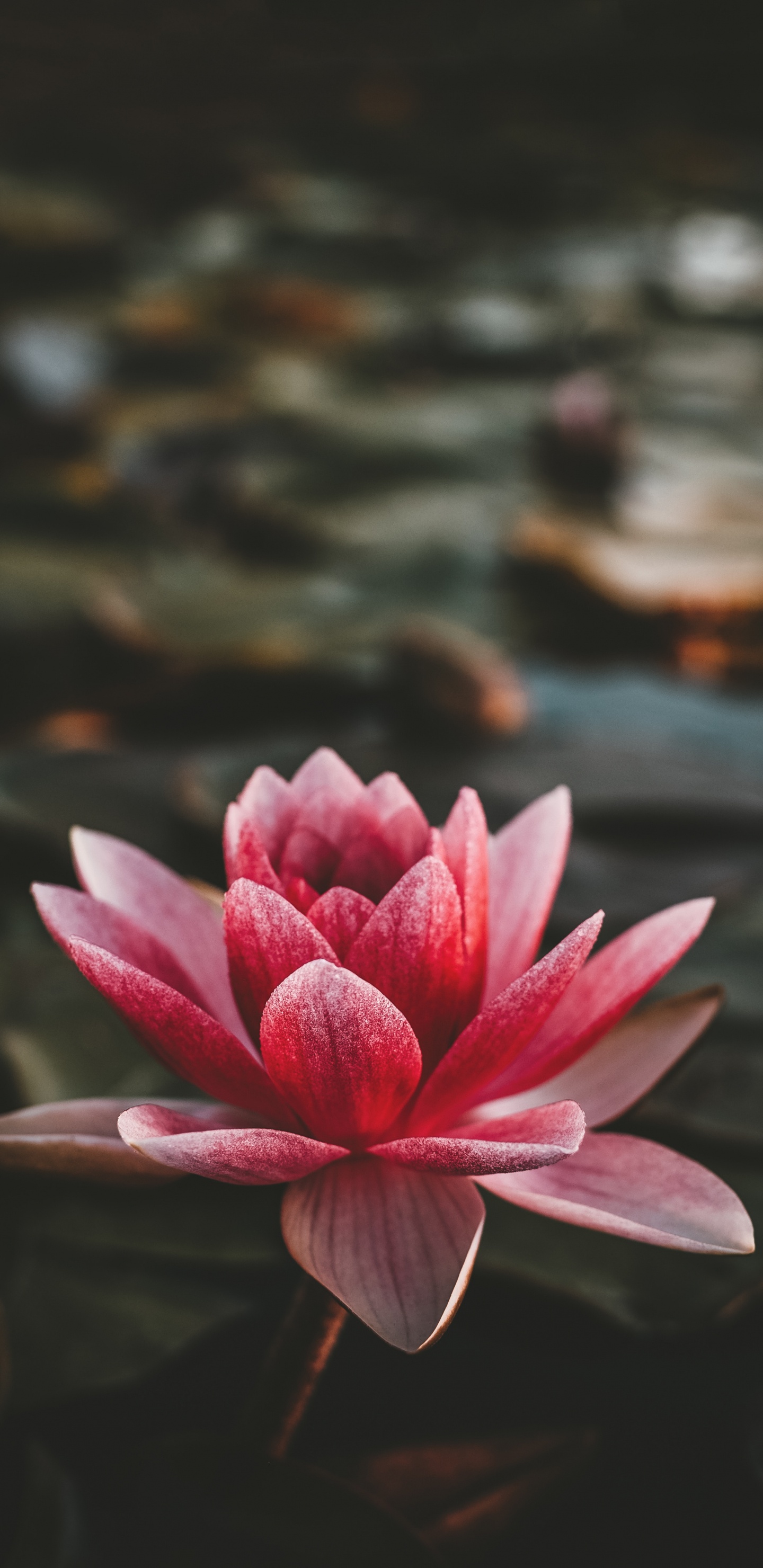 Обои Бог, ботаники, день, лепесток, ночь в разрешении 1440x2960