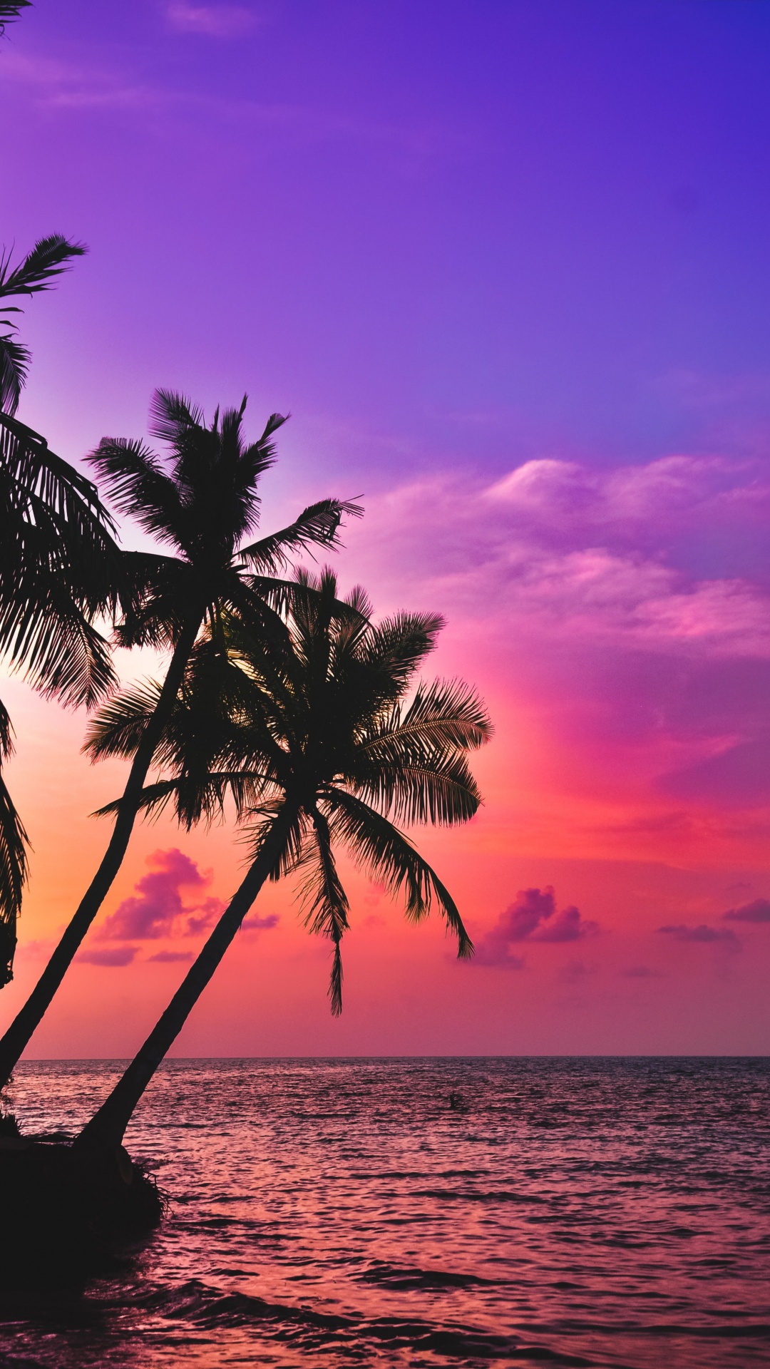 Обои ладонь, тропическая зона, вода, облако, атмосфера в разрешении 1080x1920