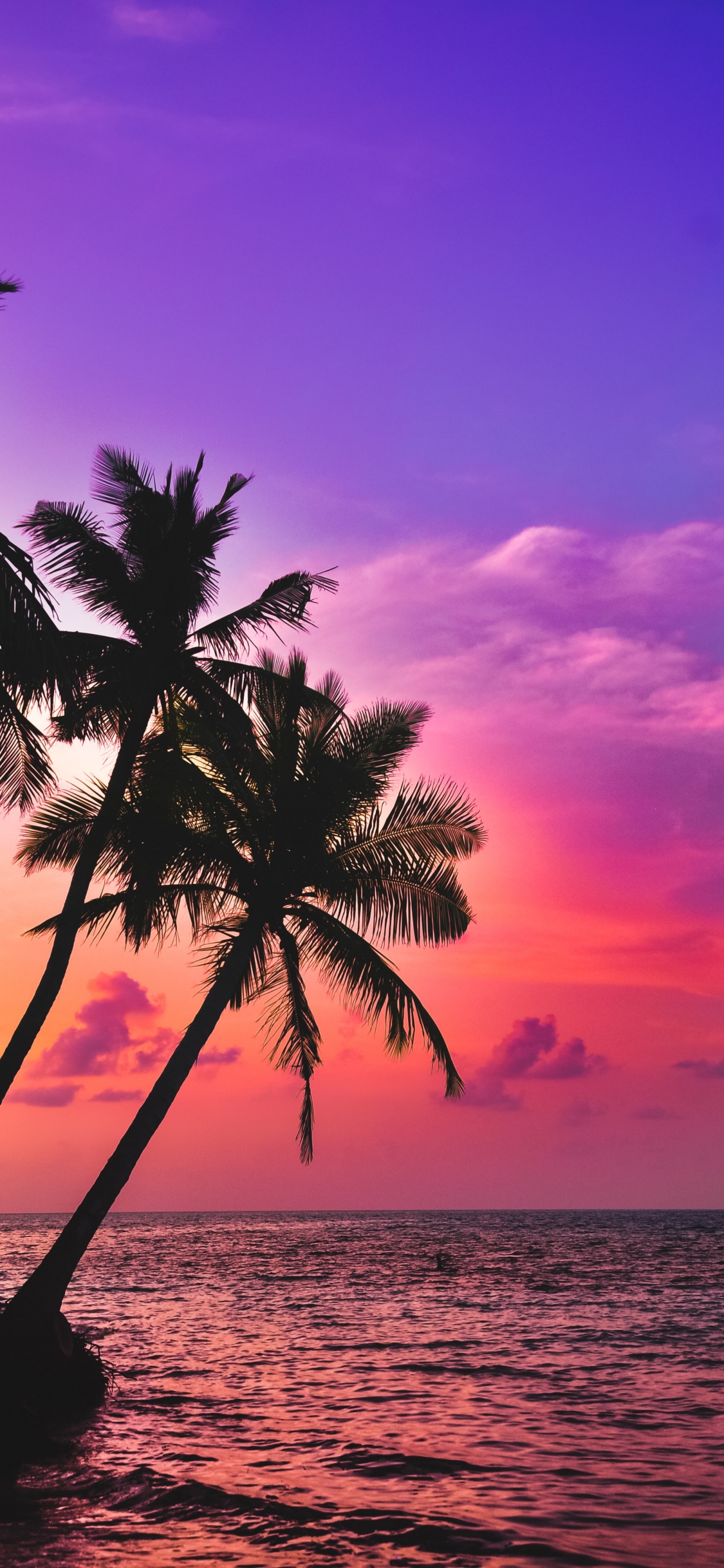 Обои ладонь, тропическая зона, вода, облако, атмосфера в разрешении 1125x2436