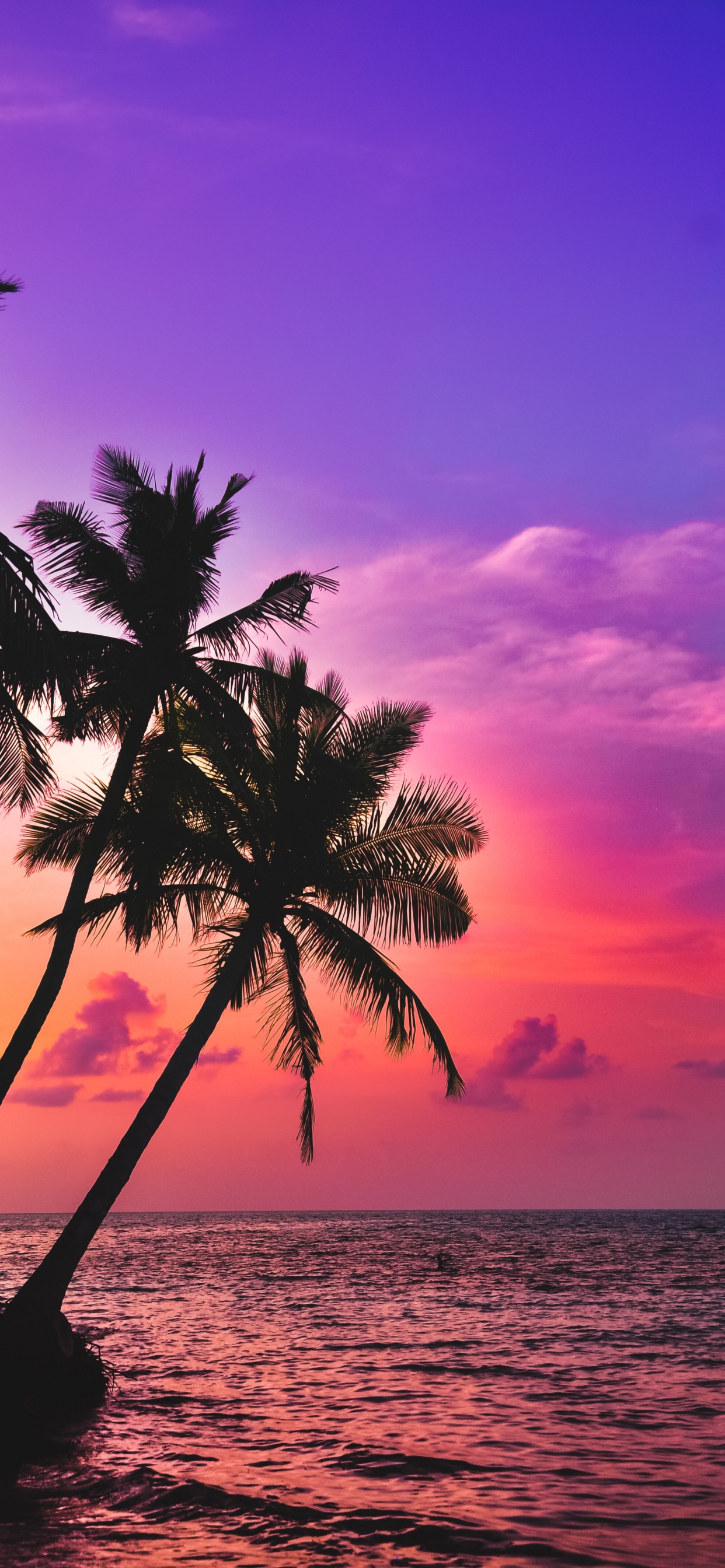 Обои ладонь, тропическая зона, вода, облако, атмосфера в разрешении 1242x2688