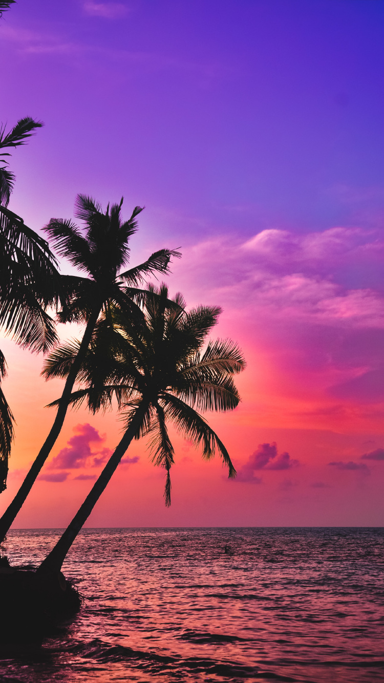 Обои ладонь, тропическая зона, вода, облако, атмосфера в разрешении 750x1334