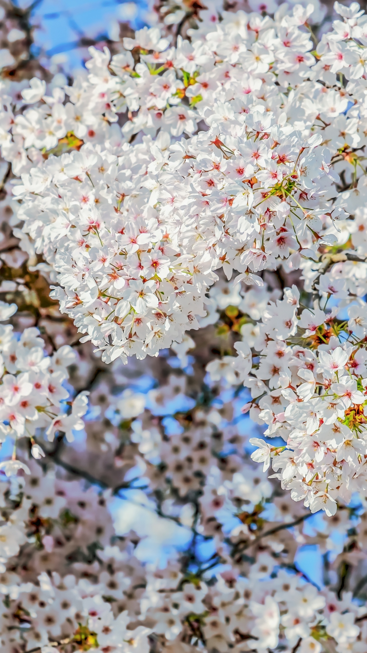 Обои расцвет, цветение вишни, цветок, Миндаль Цветет, рассада в разрешении 1440x2560