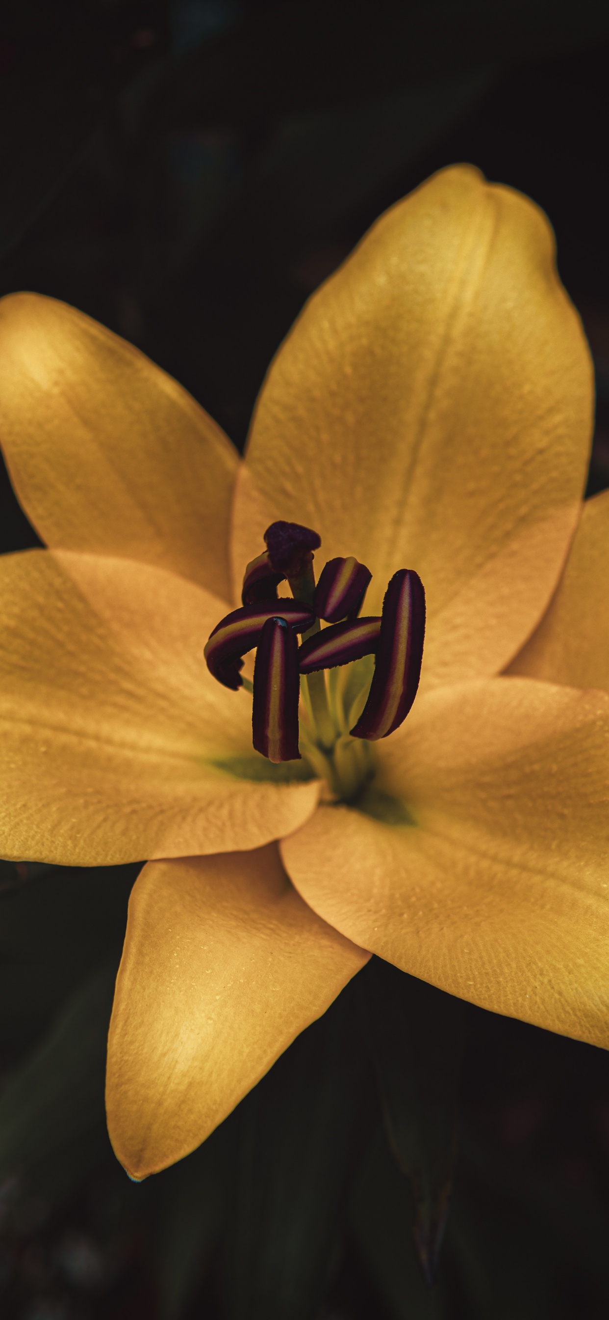 Обои цветок, Лилия, желтый, лепесток, растение в разрешении 1242x2688