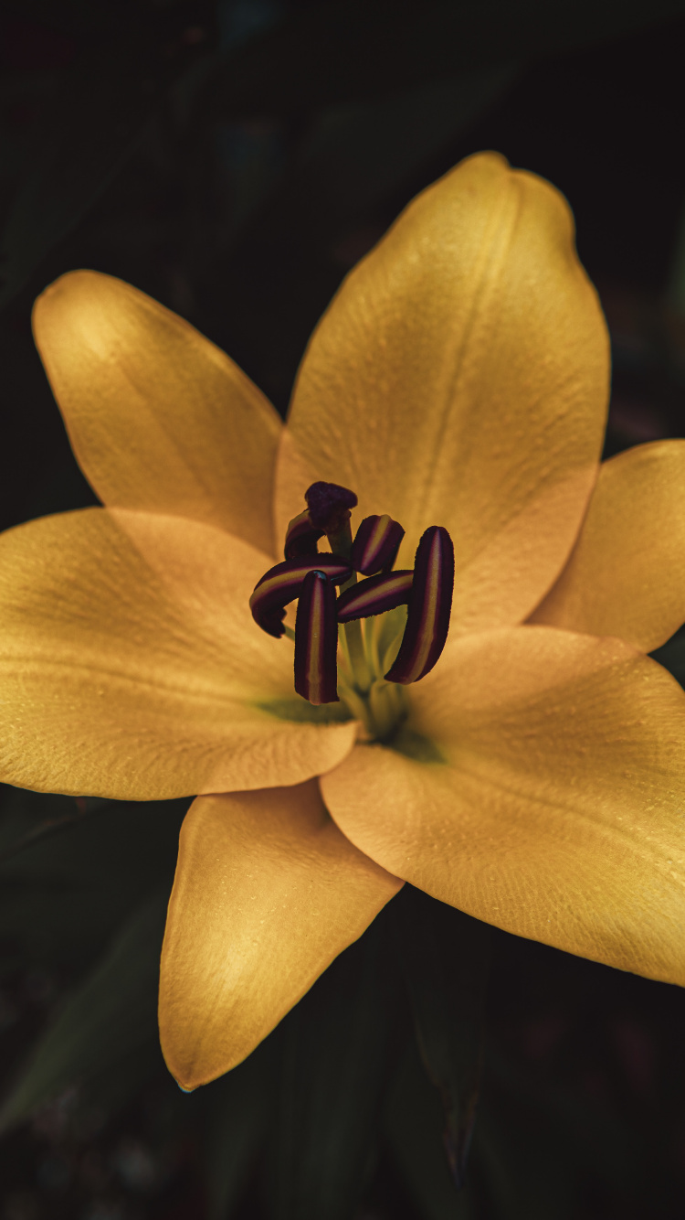 Обои цветок, Лилия, желтый, лепесток, растение в разрешении 750x1334