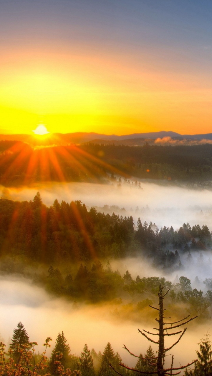 Обои восход солнца, закат, утро, природа, туман в разрешении 720x1280