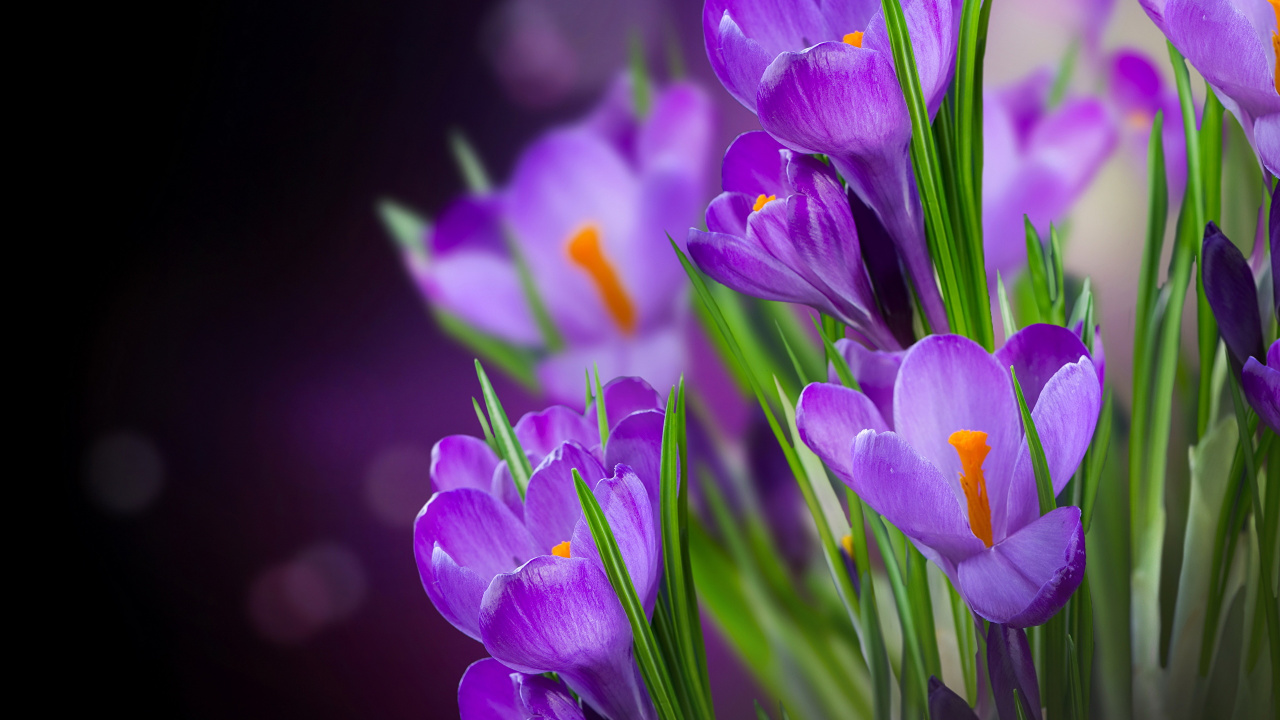 Обои Крокус, Фиолетовый, пурпур, цветковое растение, лепесток в разрешении 1280x720
