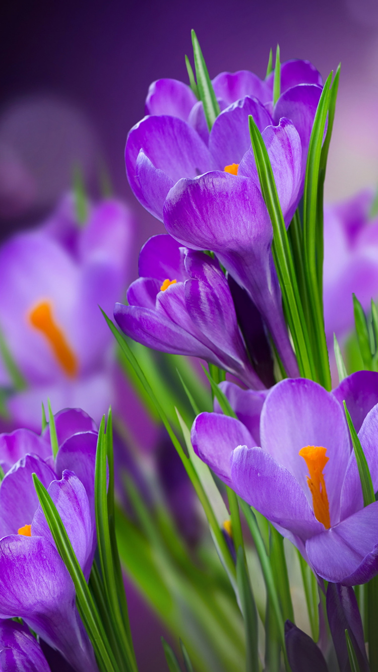 Обои Крокус, Фиолетовый, пурпур, цветковое растение, лепесток в разрешении 750x1334