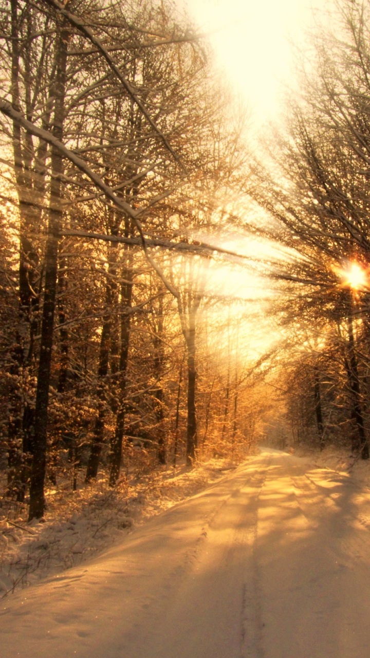 Обои снег, зима, дерево, природа, солнечный свет в разрешении 720x1280