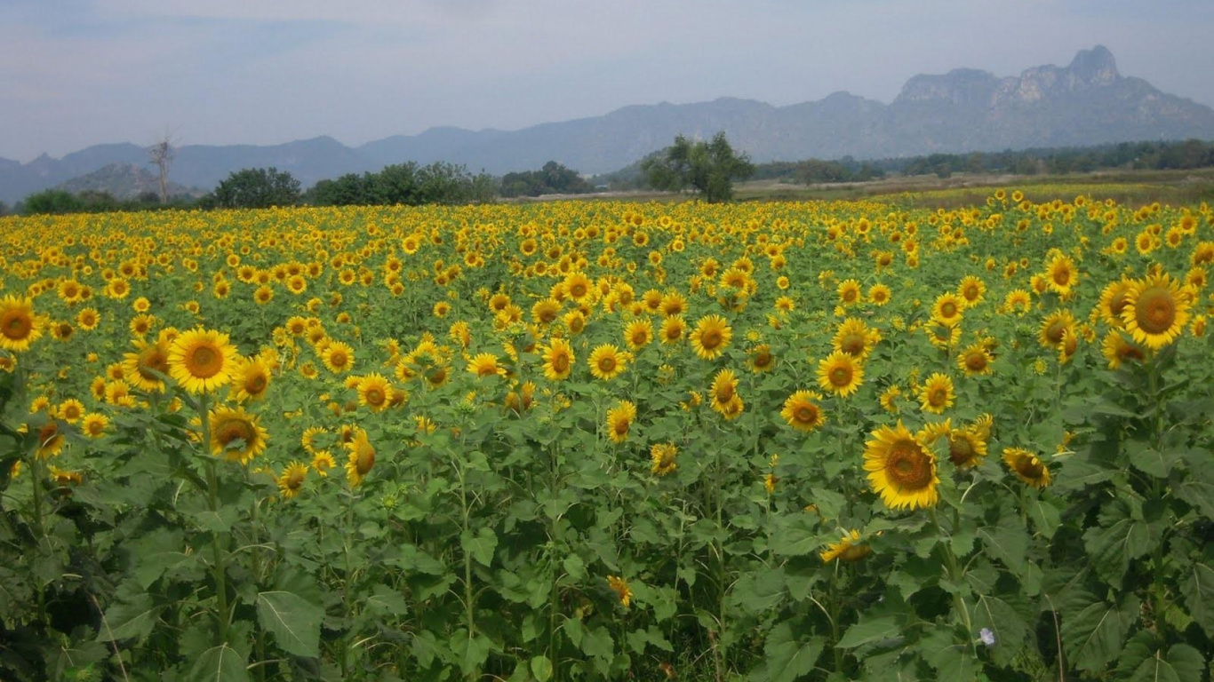 Обои горизонт, цветковое растение, закат, урожай, подсолнух в разрешении 1366x768