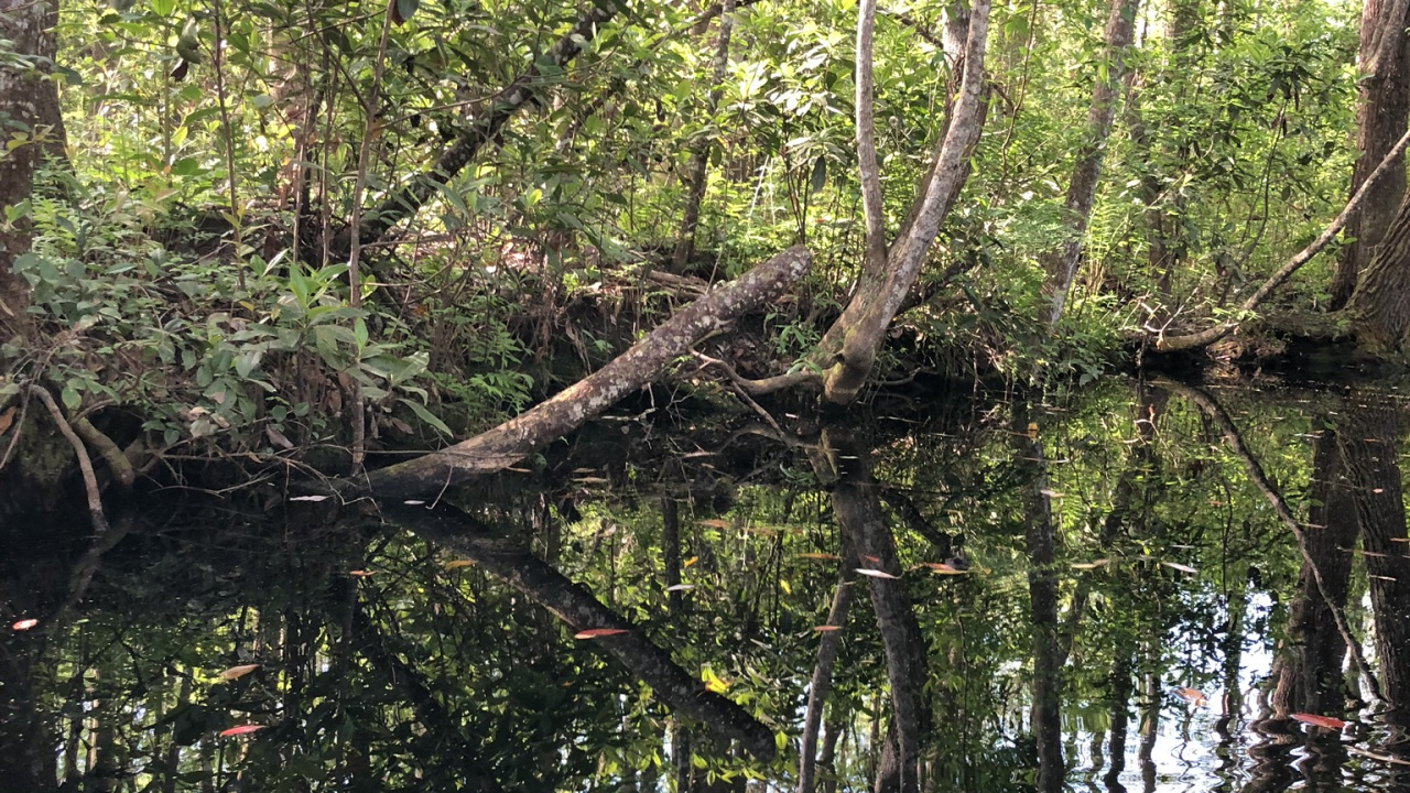 Обои вода, водоем, природа, листопадные, растительность в разрешении 1280x720
