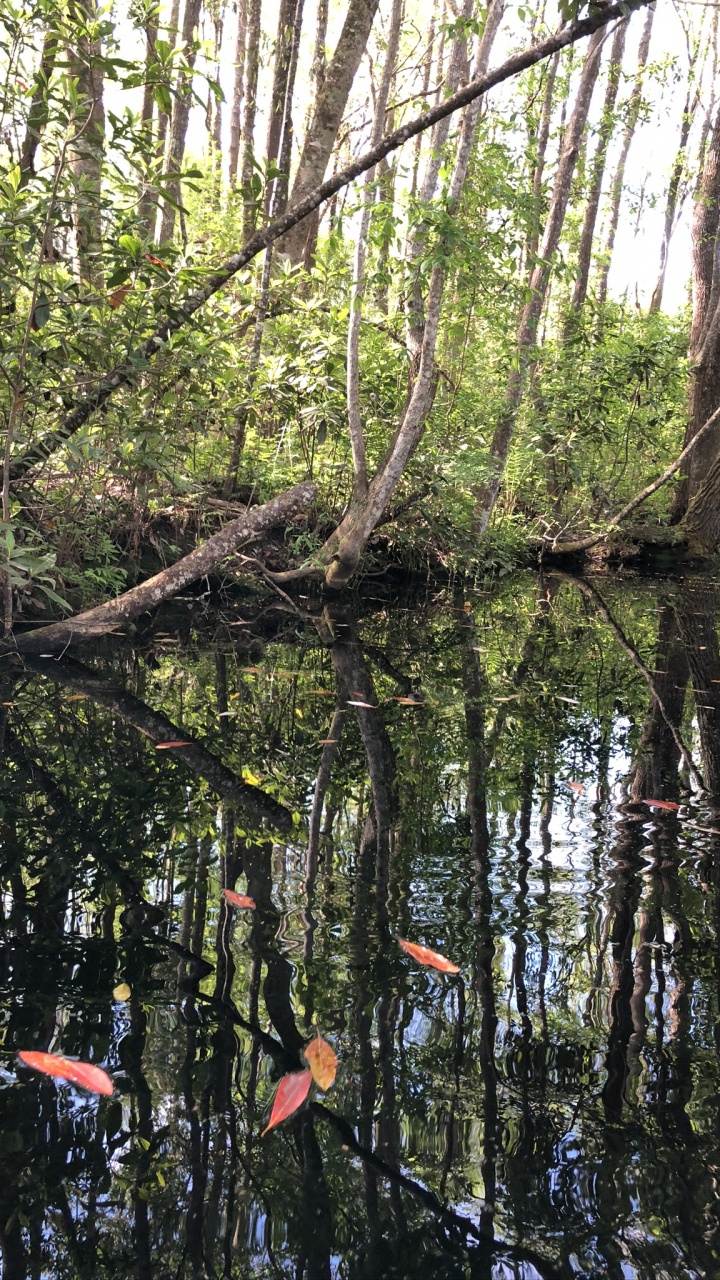Обои вода, водоем, природа, листопадные, растительность в разрешении 720x1280