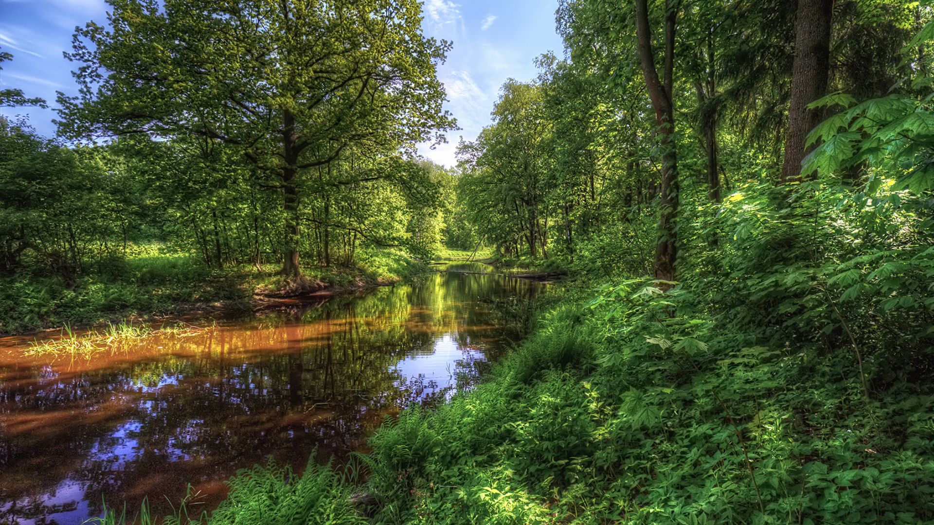 Обои отражение, растительность, природный заповедник, природа, прибрежные зоны в разрешении 1920x1080