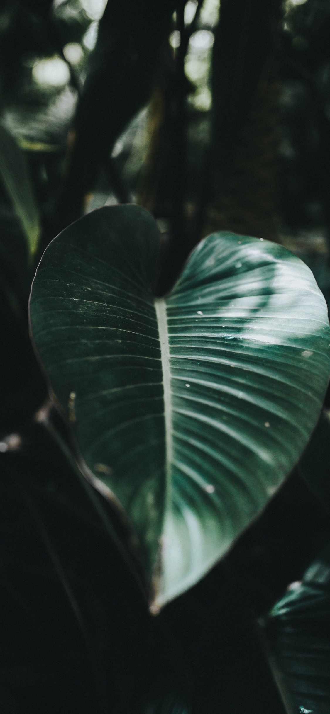 Обои лист, зеленый, окружающая среда, ботаники, вода в разрешении 1125x2436