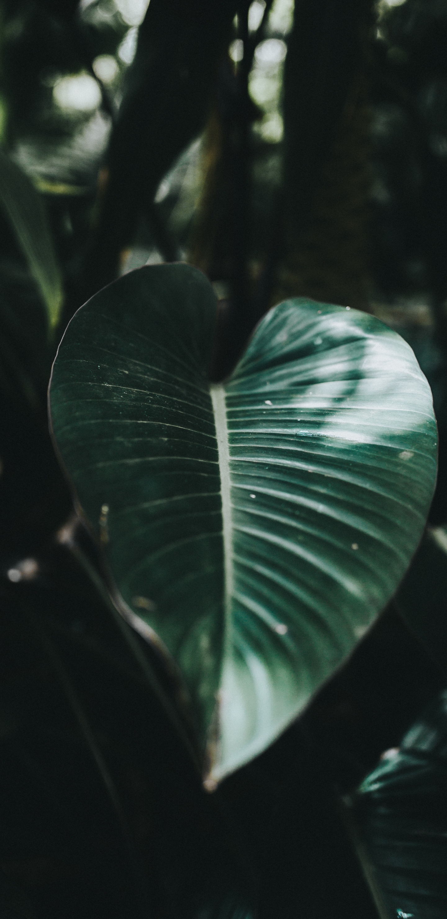 Обои лист, зеленый, окружающая среда, ботаники, вода в разрешении 1440x2960